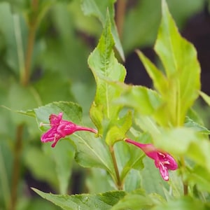 Weigela Vanicekii Flowering Shrub - Live Plant