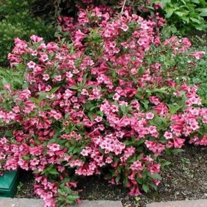 Weigela Minuet Pink Flowering Perennial Shrub - Breaking Dormancy