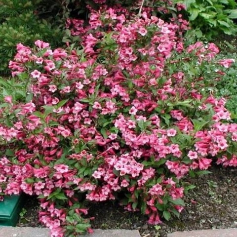 Weigela Sonic Bloom Pure Pink