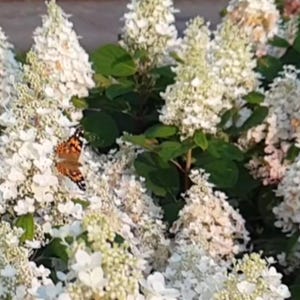 Hydrangea paniculata &#39;Brussels Lace&#39; Rare Flowering Shrub Hydrangea - Live Plant