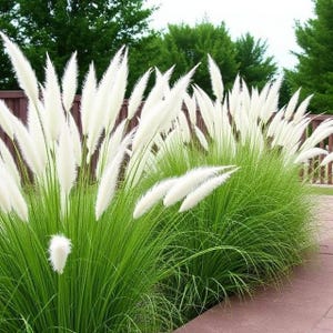 May include: A vibrant display of ornamental grass featuring lush green blades and fluffy, white plumes. The plants are arranged in a garden setting, with a brown fence and green trees in the background. The image captures the natural beauty of the plants.