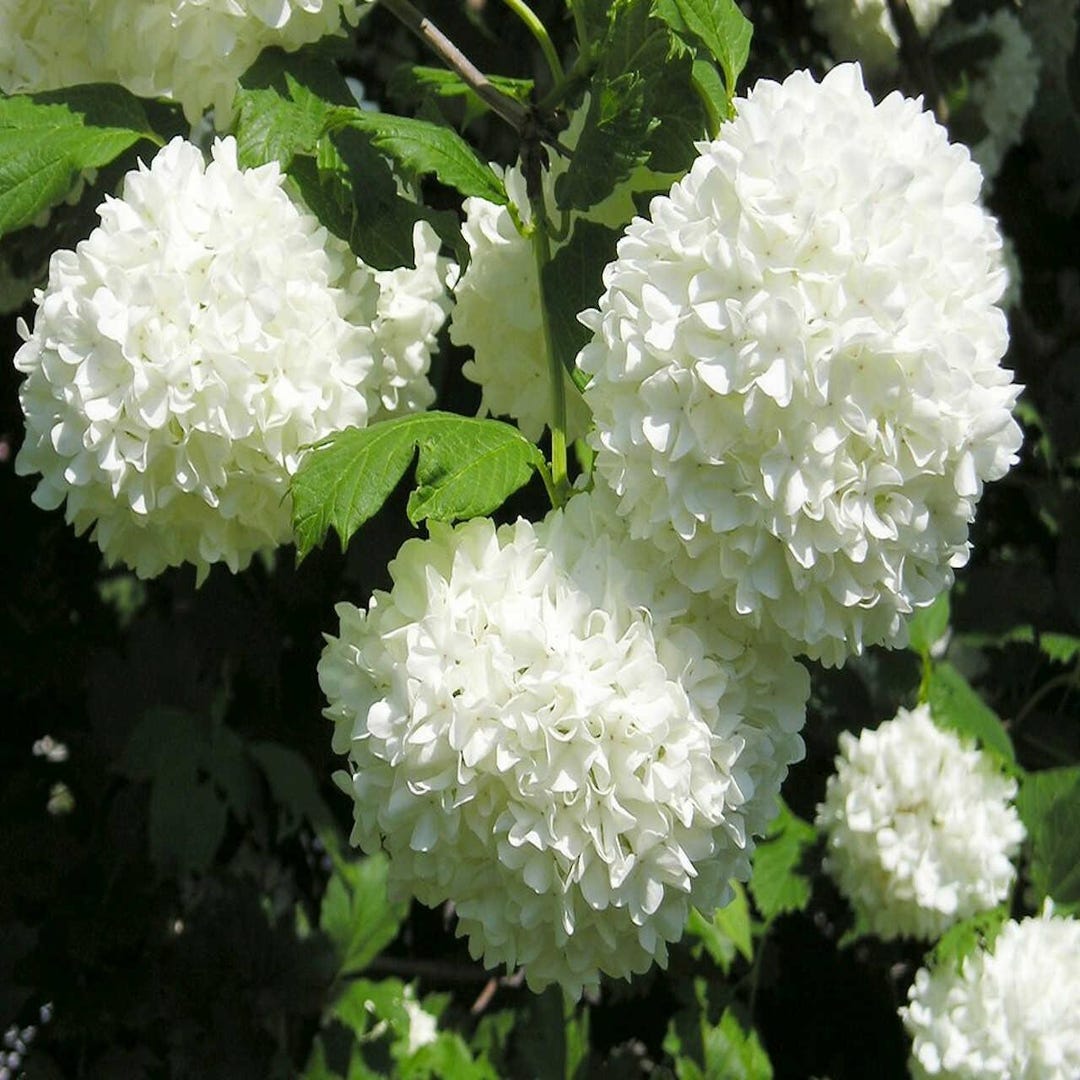Viburnum Opulus 'sterile' Eastern Snowball White Flowering Shrub Live
