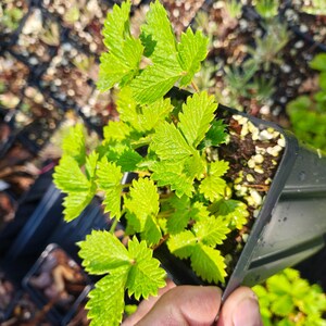 May include: A close-up shot of a small strawberry plant in a black plastic pot. The plant has bright green, serrated leaves. The pot is filled with soil and small white pebbles. Other plants are visible in the background.
