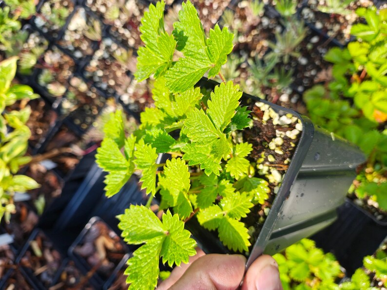 May include: A close-up shot of a small strawberry plant in a black plastic pot. The plant has bright green, serrated leaves. The pot is filled with soil and small white pebbles. Other plants are visible in the background.