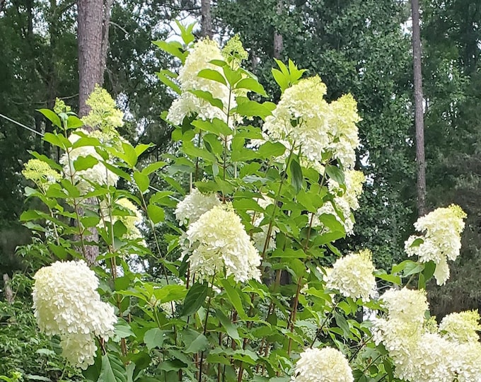 Hydrangea Paniculata 'phantom' White Flowering Shrub - Live Plant - Etsy