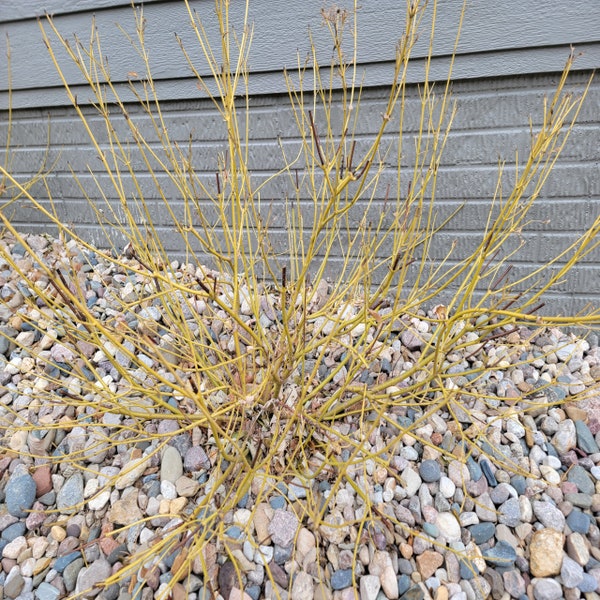 Cornus servicea 'Flamiramea' Yellow Twig Dogwood Shrub - Live Plant