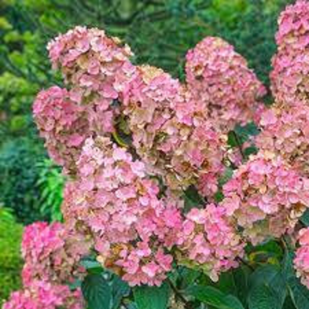 Image of Hydrangea paniculata pink diamond single flower
