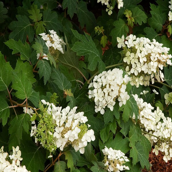 Hydrangea quercifolia Pee Wee Dwarf Oakleaf - Live Plant Breaking Dormancy *Bareroot