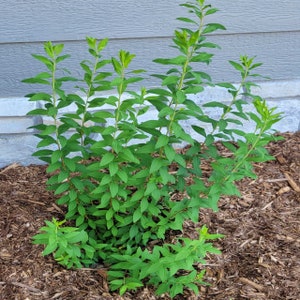 Fujino Pink Spirea Perennial Shrub Live Plant - RARE Spirea Plant