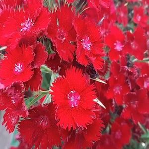 Dianthus Rockin' Red Flowering Biennial Perennial Plant - Live Starter Plant