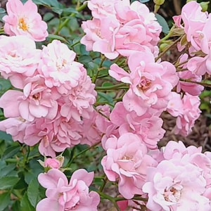 Fairy Rose Live Compact Pink Double Pink Blooms - Live Plant
