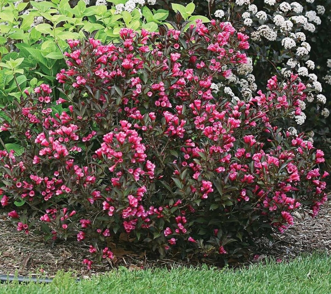 Weigela Alexandra Dark Purple Pink Blooming Live Perennial Shrub Plant
