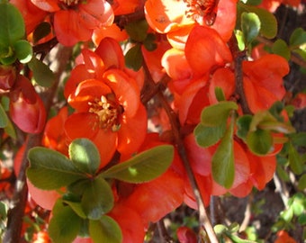 Chaenomeles japonica 'Cameo' Japanese Flowering Quince Shrub - Live Plant