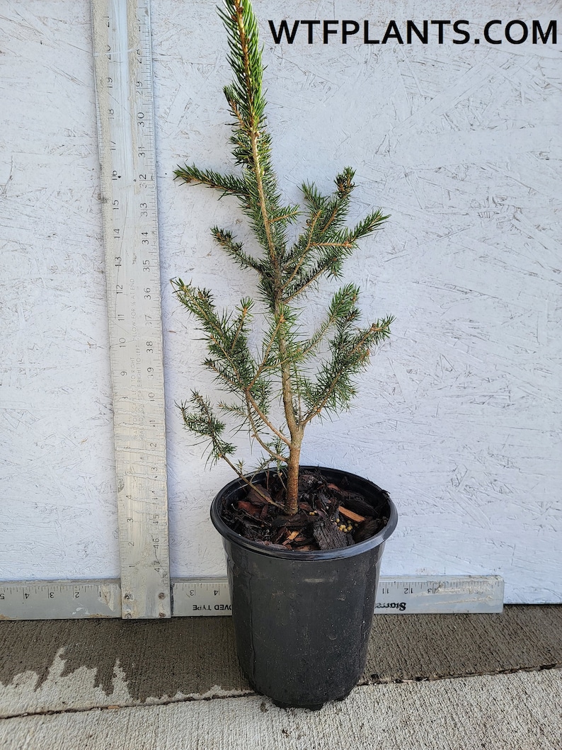 Picea abies Norway Spruce Evergreen Starter Tree Live Plant 1 Gallon Bare Root image 3