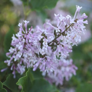 Miss Kim Lilac Dwarf Plant-Shrub - BEAUTIFUL FRAGRANT ivory-violet blooms