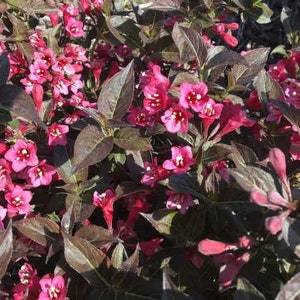 Tango Weigela Compact Flowering Shrub - 1 Gallon Live Plant (Entering Dormancy)