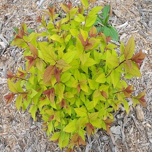 Goldflame Spirea Compact Colorful Shrub - Live Plant