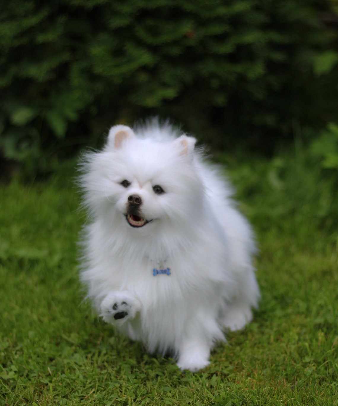Spitz dog/Plush toy pomeranian white spitz /Realistic puppy Etsy