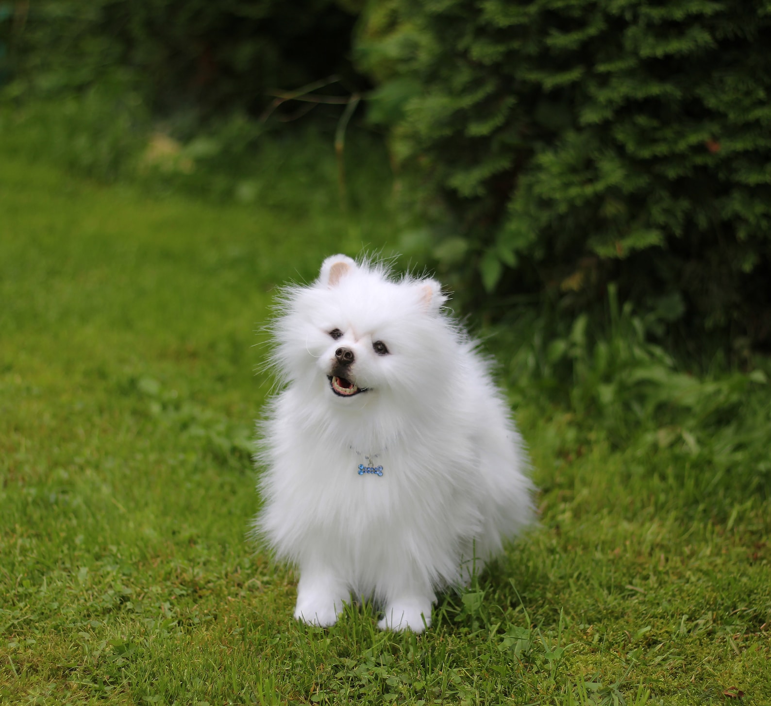Spitz dog/Plush toy pomeranian white spitz /Realistic puppy Etsy