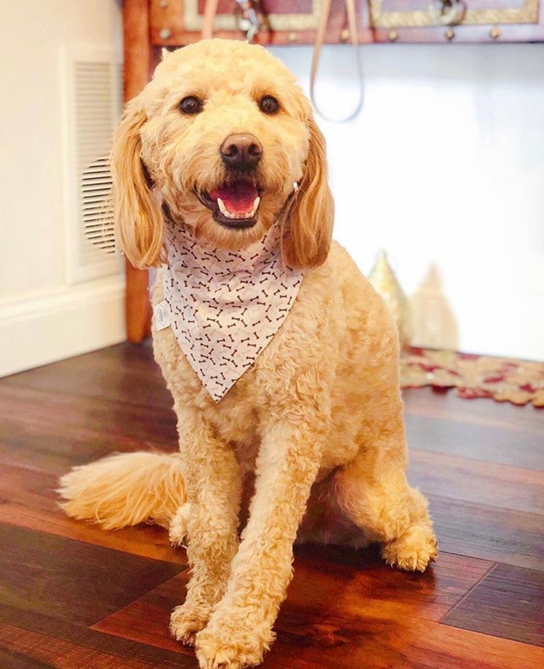 reversible purple writing and bones 100/% cotton pet bandana Bark 2 Me