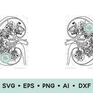 Floral Kidneys Anatomy SVG, Two Kidneys Anatomy PNG, Kidney Clip Art, Anatomical Kidneys SVG, Nephrology, Commercial Use, Digital Download