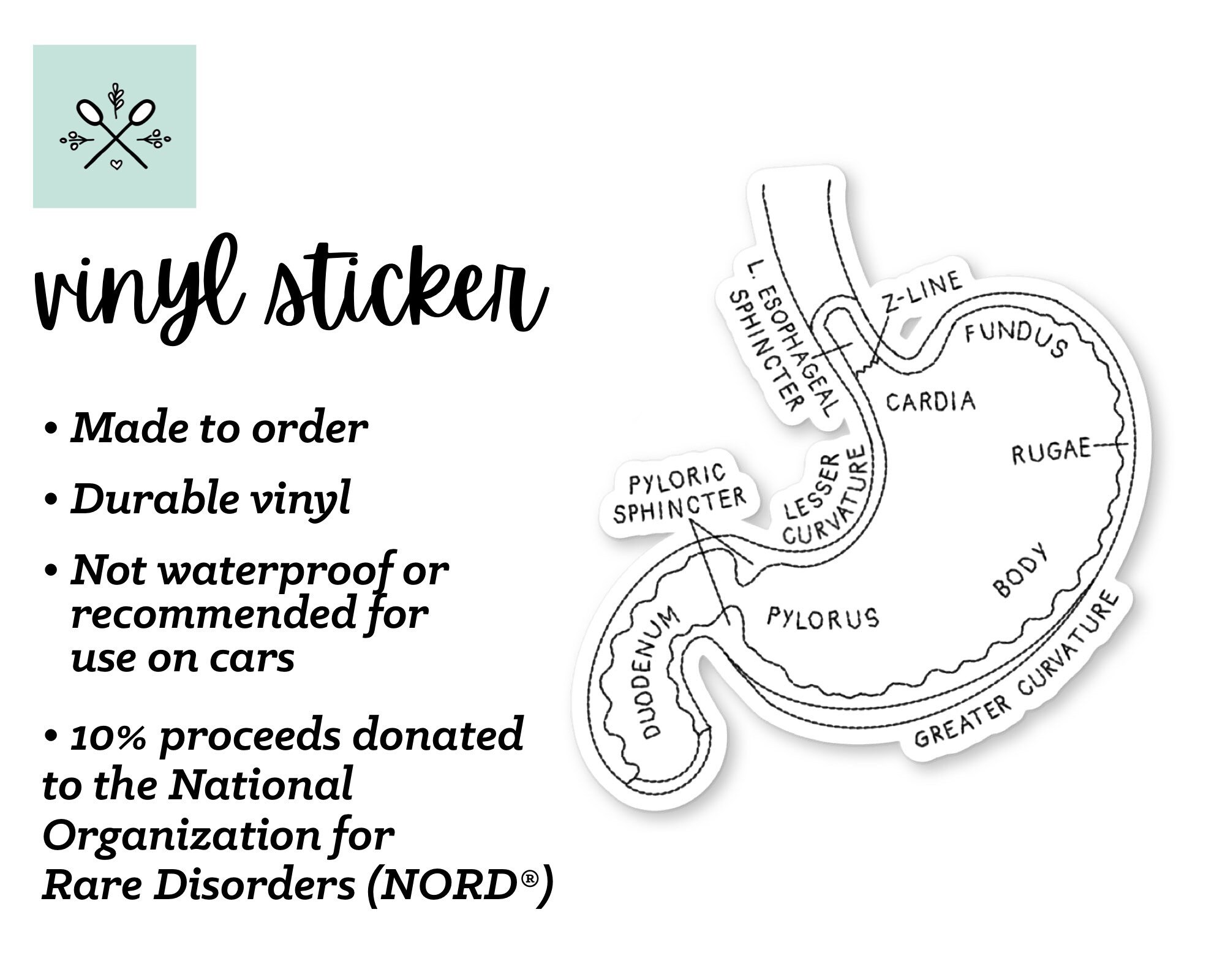 Stomach Anatomy Sticker Stomach Sticker Medical Decal | Etsy