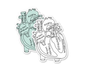 Heart Anatomy Sticker, Heart Sticker, Medical Sticker, Cardiology Decal, Congenital Heart Disease, Mitral Valve Prolapse, Nursing Student