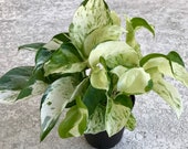 Pearls and Jade Pothos, Epipremnum aureum, Money plant, Pothos plant, Houseplant, plant