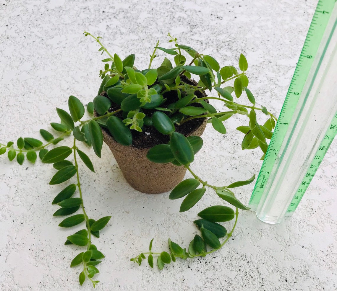 Gracilis Lipstick plant Aeschynanthus radican Houseplant Etsy