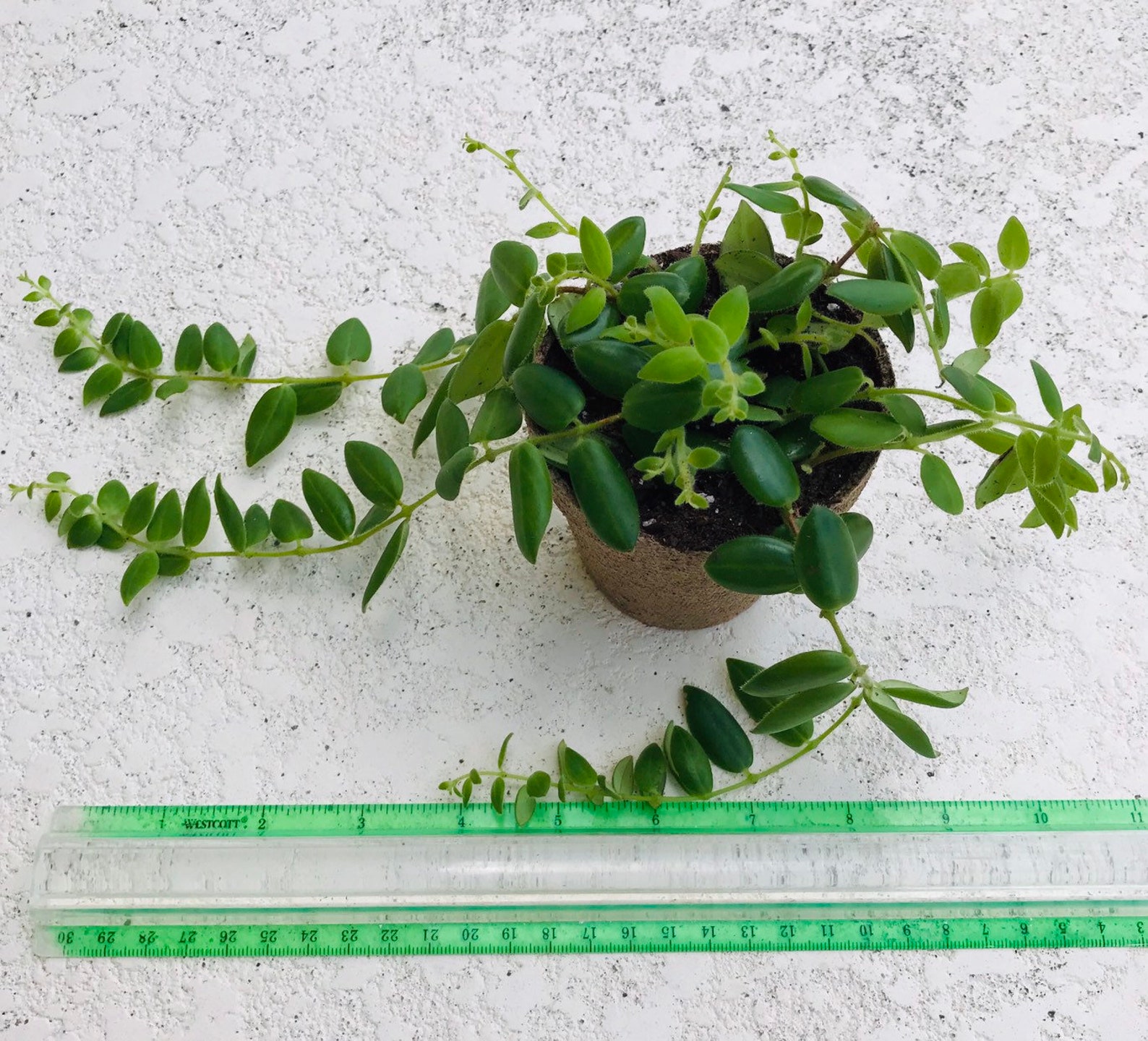 Gracilis Lipstick plant Aeschynanthus radican Houseplant Etsy