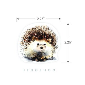 May include: A watercolor illustration of a brown and white hedgehog with a cute face. The hedgehog is 2.25 inches tall and 2.25 inches wide.