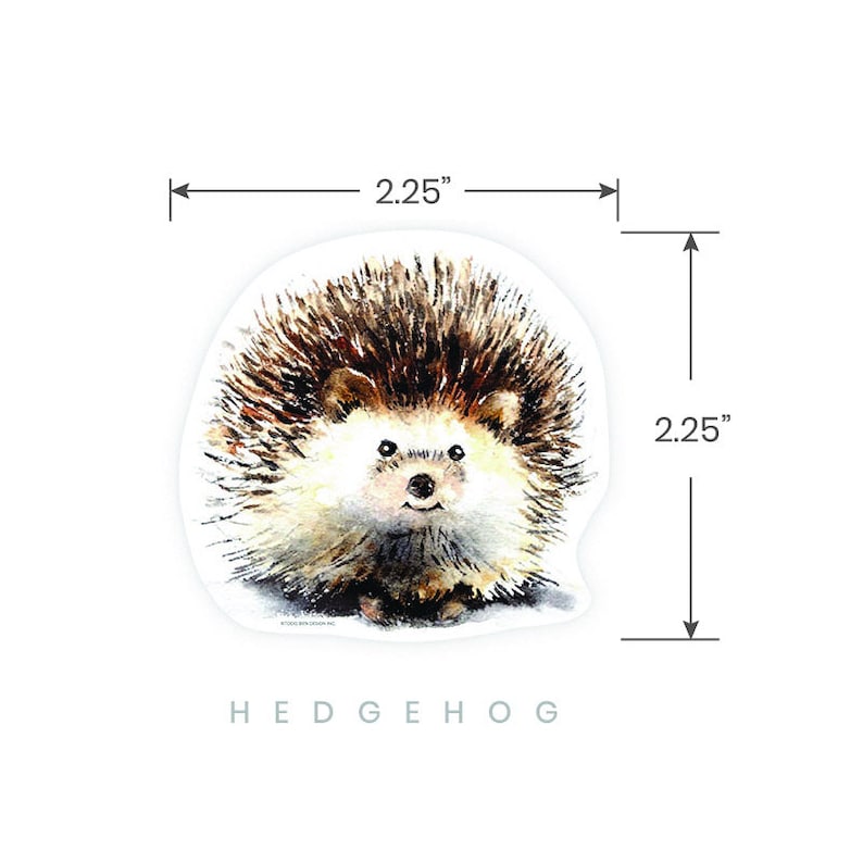 May include: A watercolor illustration of a brown and white hedgehog with a cute face. The hedgehog is 2.25 inches tall and 2.25 inches wide.