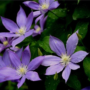 May include: A close-up of a cluster of purple clematis flowers with green leaves in the background.