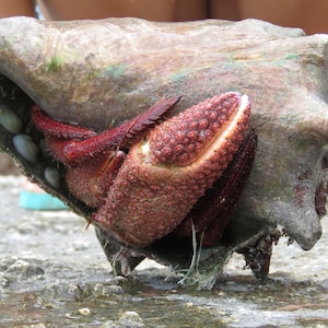 Hermit Crab in a Conch Shell-Digital download art print