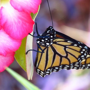 Monarch butterfly digital download-digital art