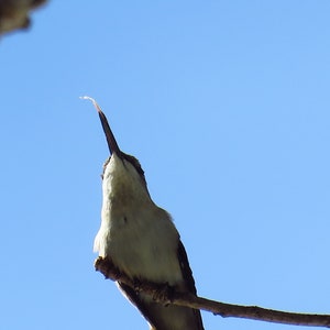 Female Ruby Throated Hummingbird-Digital download art prints