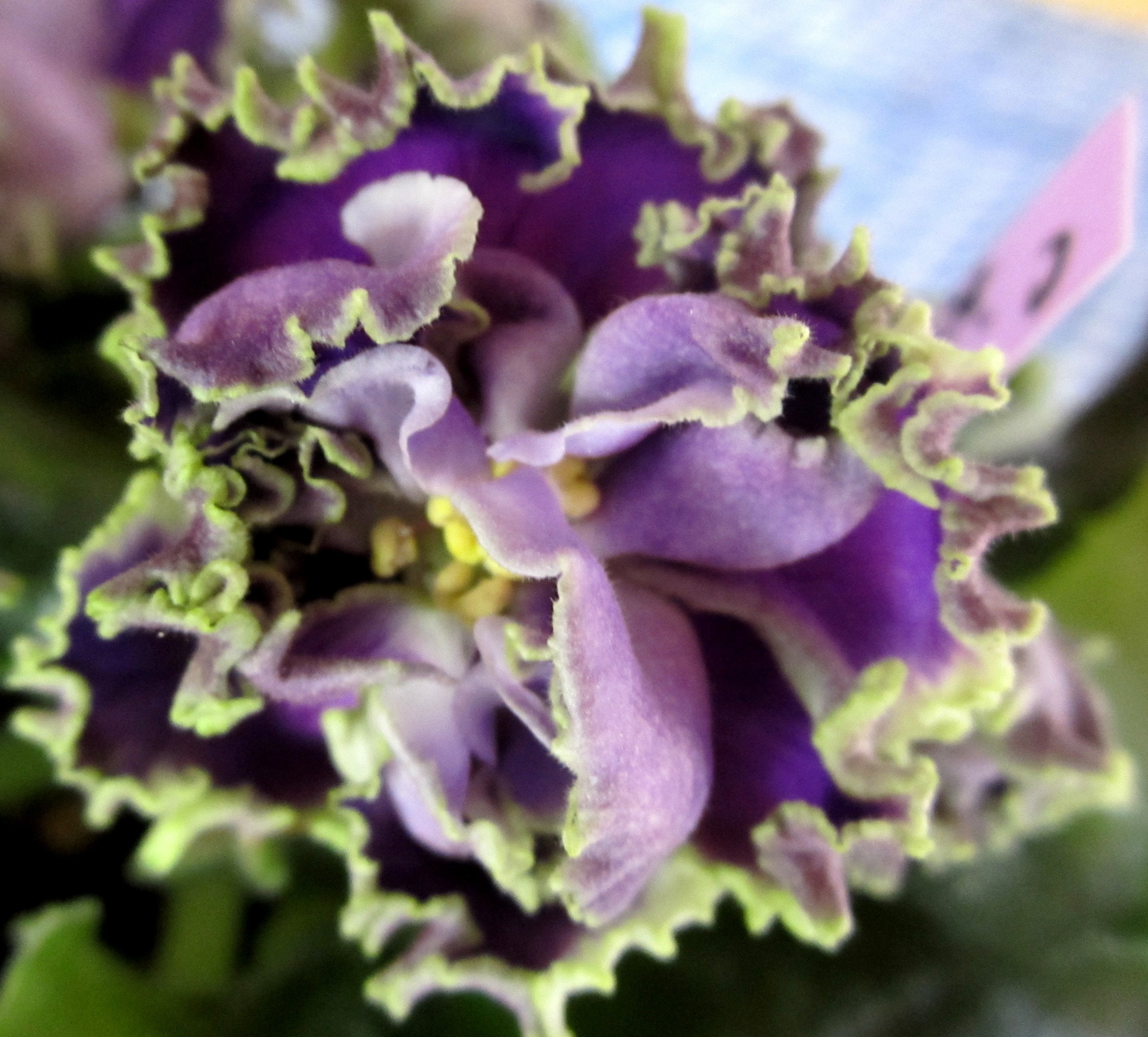 African Violet Leaf Cuttings CAJUN'S ROYAL KNOCKOUT 2 Etsy