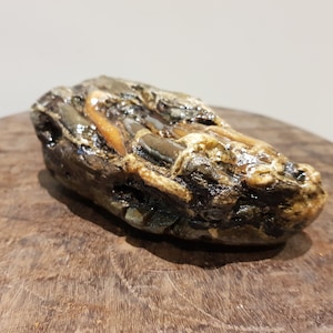 Fossilized plant structure treated natural sculpture