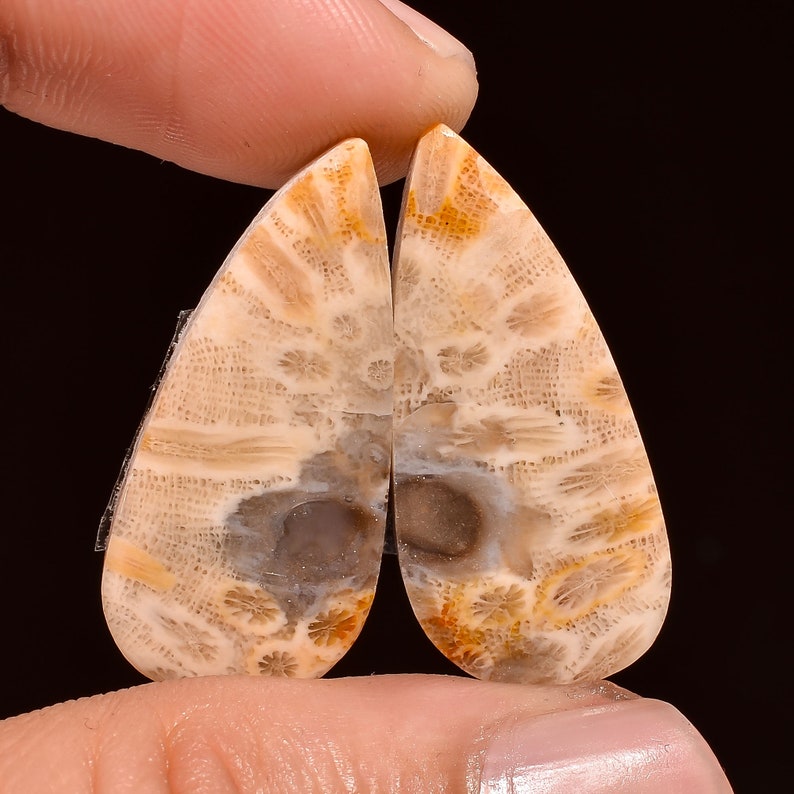 Designer Fossil Coral Cabochon Pair For Earring Making Gemstone Exclusive Fossil Coral Cabochon Pair Loose Gemstone ZS 7259