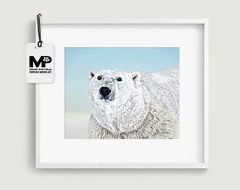 Polar bear art arctic wildlife photography instant printable wall art. Polar bear print wildlife poster with a soft blue background.