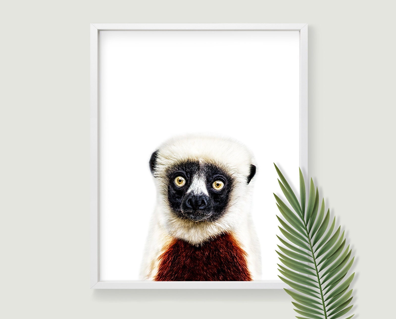 sifaka lemur webkinz