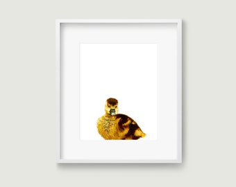 Baby duck print printable wall art. Nursery wall art farm animal print for your farmhouse decor. Vegan poster kids bathroom art.