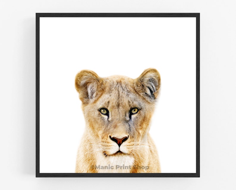 Lioness wall art downloadable prints Safari nursery decor. African wildlife photography printable wall art. Lion print above bed decor. image 2