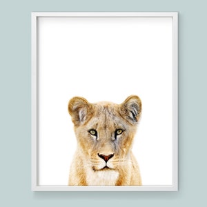 Lioness wall art downloadable prints Safari nursery decor. African wildlife photography printable wall art. Lion print above bed decor. image 1