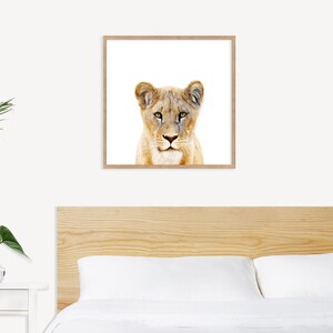 Lioness wall art downloadable prints Safari nursery decor. African wildlife photography printable wall art. Lion print above bed decor. image 5