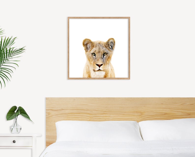 Lioness wall art downloadable prints Safari nursery decor. African wildlife photography printable wall art. Lion print above bed decor. image 5