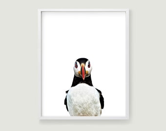 Atlantic puffin art downloadable nursery prints. Puffin print sea bird art lake house decor. Printable wall art bird photography.