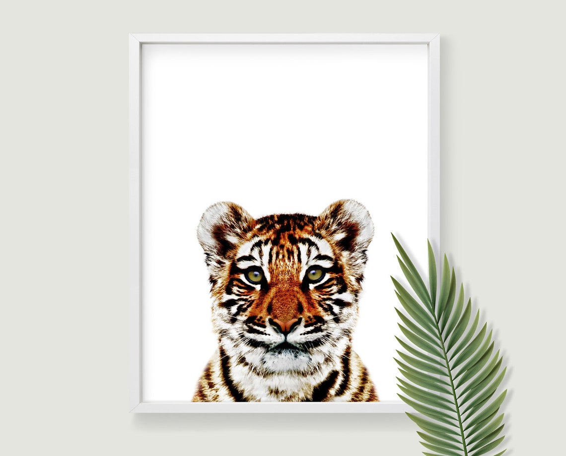 Tiger Art Print. Downloadable Prints of Wildlife Photography Etsy