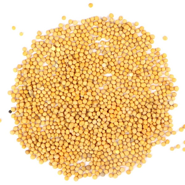 Organic Yellow Mustard Seed - 1, 2 & 3 oz Sizes - Spices, Pickling, Cooking Ingredient, Sauce Making, Home Cooking, Flavor Enhancer