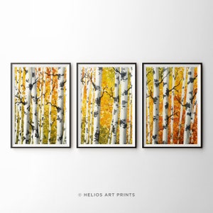 May include: A set of three framed watercolor paintings depicting a birch tree forest in autumn. The trees are white with black markings and the leaves are yellow, orange, and green.